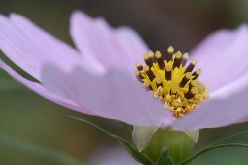 Cosmos, JPG