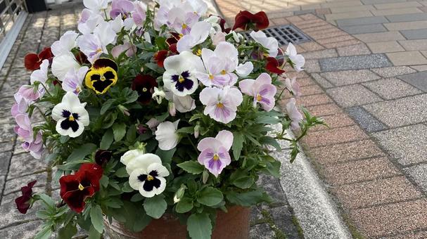 ガーデニングの花① ガーデニングの花① 花,植物,鮮やかの写真素材