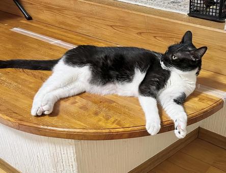 Black and white cat lying on a bench, JPG Black and white cat lying on a bench, JPG