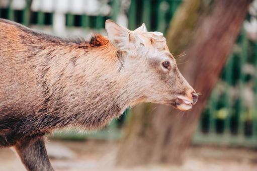 エサでも探しに行くか エサでも探しに行くか 鹿,野生,動物の写真素材