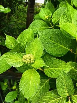 紫陽花 紫陽花の写真