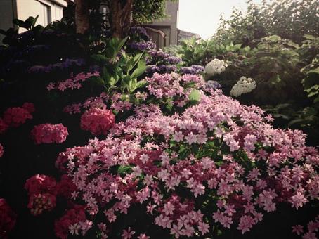 Photo, hydrangea, flower, flour, 