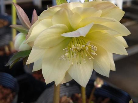 黄色いクリスマスローズの写真