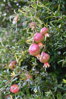 ザクロ ザクロ,木,果実の写真素材