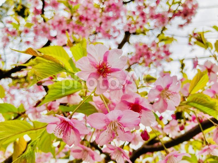 ピンクの美しい桜の花たち 桜,春,ピンクの写真素材