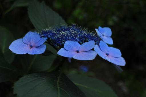 【花の写真】紫陽花_0609-46 【花の写真】紫陽花_0609-46の写真