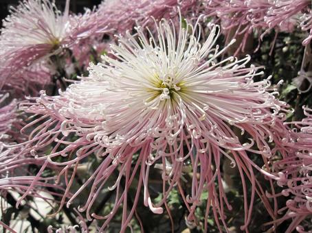 わきく・和菊 マクロ わきく・和菊 マクロ 花,秋,伝統的な菊の写真素材