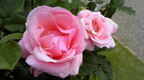 ピンクのバラの写真