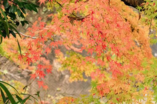 もみじロード もみじロード,紅葉,絶景の写真素材