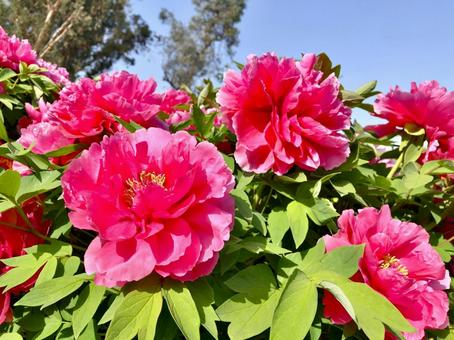 ボタンの花 濃いピンク ボタンの花 濃いピンク 牡丹,ボタン,ぼたんの写真素材