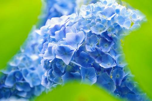Hydrangea, JPG