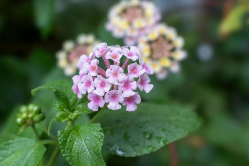 ランタナの写真