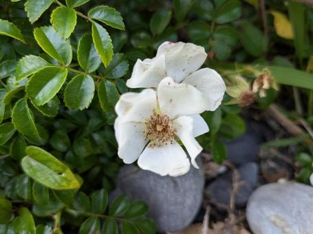 テリハノイバラ テリハノイバラ テリハノイバラ,バラ,花の写真素材