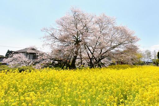 狩宿の下馬桜 狩宿の下馬桜 狩宿の下馬桜,アカメシロバヤマザクラ,桜の写真素材
