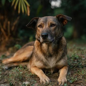 静かに見つめる保護犬の写真