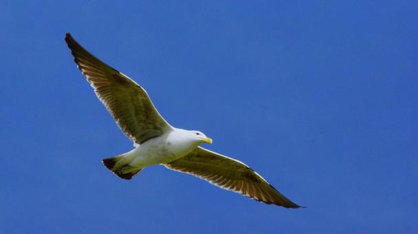 Photo, wild bird, seabirds, seagull, 