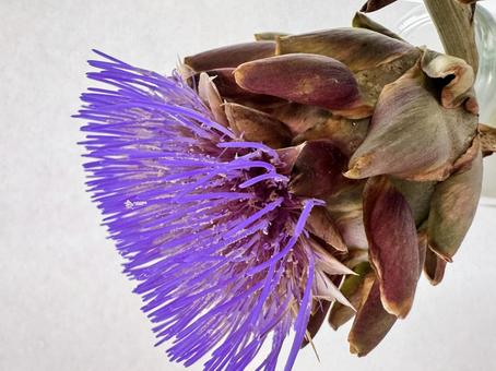 アーティチョークの花がガクから咲く様子 アーティチョーク,アーティチョークの花,artichokeの写真素材