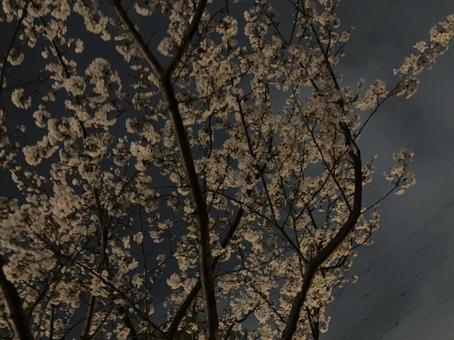 夜桜 夜桜の写真