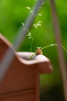鉢の上の小さなカエル カエル,アマガエル,蛙の写真素材