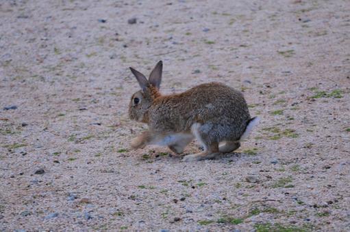 Wild rabbit, JPG Wild rabbit, JPG