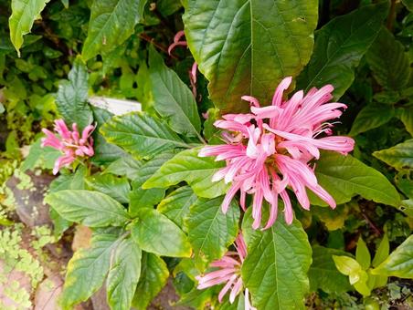 サンゴバナ 市川市動植物園 サンゴバナ 市川市動植物園の写真
