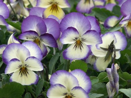 Photo, flower, winter and spring, viola, 