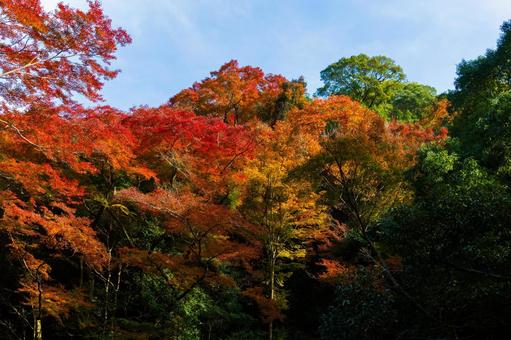 紅葉風景 紅葉風景,紅葉,箕面の写真素材
