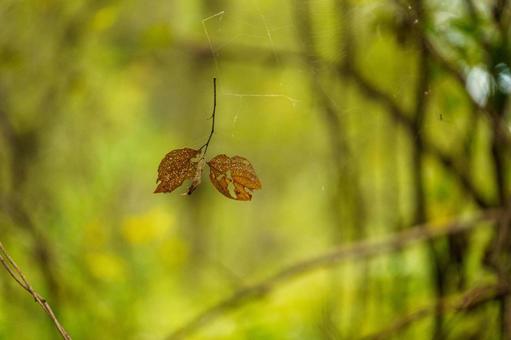 蜘蛛の糸に絡んだ枯れた落葉 自然,植物,秋の写真素材