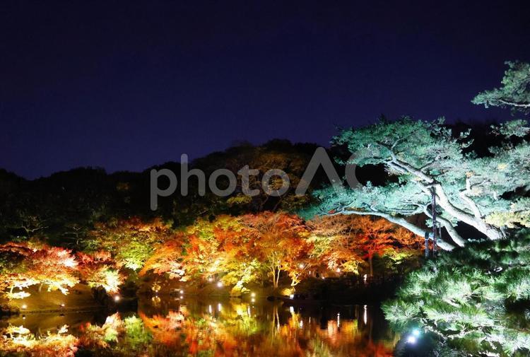 １１月下旬の栗林公園の紅葉のライトアップ 背景,紅葉,葉の写真素材