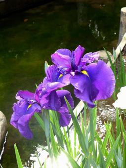 水辺の花壇に咲くハナショウブ 水辺の花壇に咲くハナショウブの写真