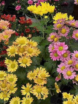 シマカンギク シマカンギク シマカンギク,花,植木の写真素材