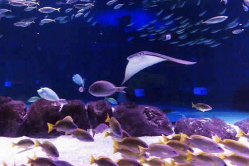 サンピアザ水族館の人気者 サンピアザ水族館の人気者 サンピアザ水族館,エイ,海水魚の写真素材