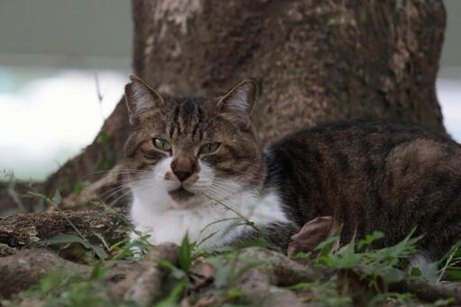 公園ネコ　沖縄県　那覇市 ねこ,キジトラ,イケメンの写真素材