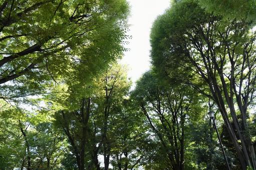 緑いっぱいの広葉樹に囲まれた秋の公園 緑いっぱいの広葉樹に囲まれた秋の公園 広葉樹,樹木,木の写真素材