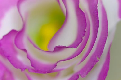 薔薇 バラ ピンクのバラ 覆輪の薔薇 薔薇 バラ ピンクのバラ 覆輪の薔薇の写真