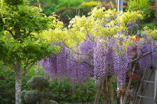 Wisteria flower, JPG