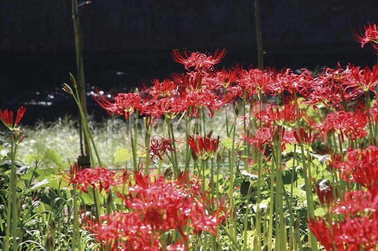 赤い花の満珠沙華 背景,サルビア,風景の写真素材