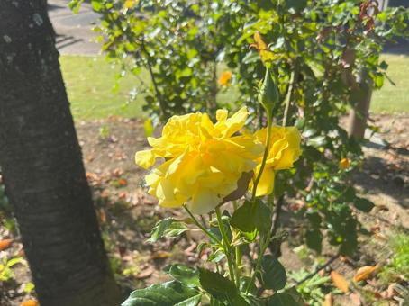 花 花 花,自然,薔薇の写真素材