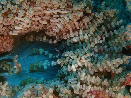 ジュズダマイソギンチャク イソギンチャク,海の生き物,熱帯魚の写真素材
