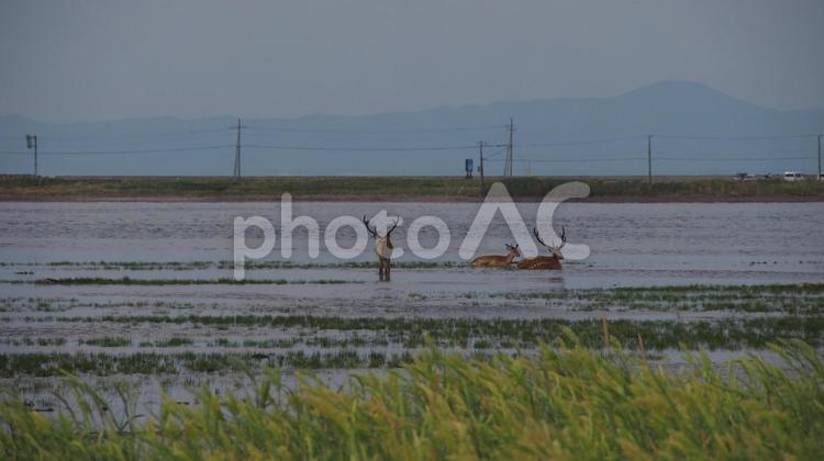 野付半島　トドワラのエゾ鹿 エゾ鹿,野付半島,トドワラの写真素材