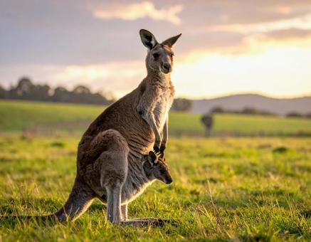 カンガルーの親子 カンガルーの親子の写真