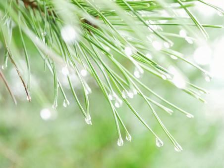 背景に合う明るいイメージの松の葉と雨粒 背景に合う明るいイメージの松の葉と雨粒の写真