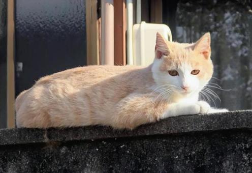 ふわふわしてるの写真