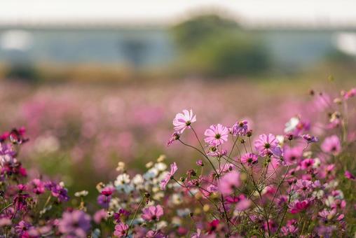 吹上コスモス畑に咲くコスモス 花,コスモス,ピンクの写真素材