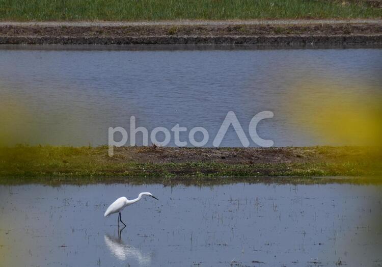 シラサギのお散歩 しらさぎ,水田の鳥,田植えの写真素材