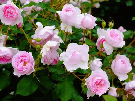 ピンクの薔薇 ピンクの薔薇 ピンク,薔薇,バラ園の写真素材