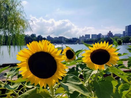 花 花 福岡,夏,風景の写真素材