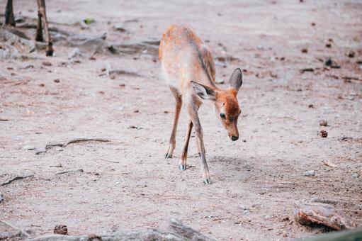 目がチャーミングな小鹿 目がチャーミングな小鹿 鹿,シカ,動物の写真素材