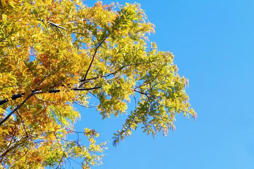秋晴れの青空に映えるメタセコイアの紅葉 紅葉,メタセコイア,秋の写真素材