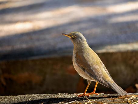 地面を歩くシロハラ・野鳥 地面を歩くシロハラ・野鳥の写真